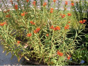 BAD MILKWEED: Tropical milkweed stays green year-round and has colorful flowers -- usually red, orange and yellow. Because milkweed caterpillars can constantly feed on it, the monarchs will not migrate which leaves them exposed to a parasite.