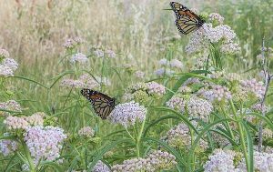 GOOD MILKWEED: Monarchs are drawn to this native milkweed -- Asclepias fascicularis, and will lay eggs on it. The caterpillars that hatch will eat the milkweed, stripping it bare and leaving nothing but sticks. It goes dormant but grows back each year.