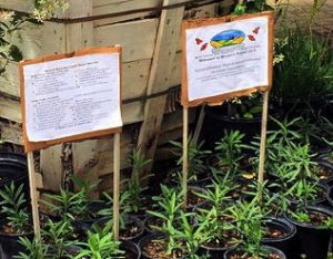 7 Oaks Nursery and The Acorn Cap, both located in Temescal Valley, sell native milkweed.