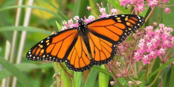 Monarch-Butterfly-680x340