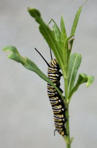 Monarch caterpillars chomp away on native milkweed.